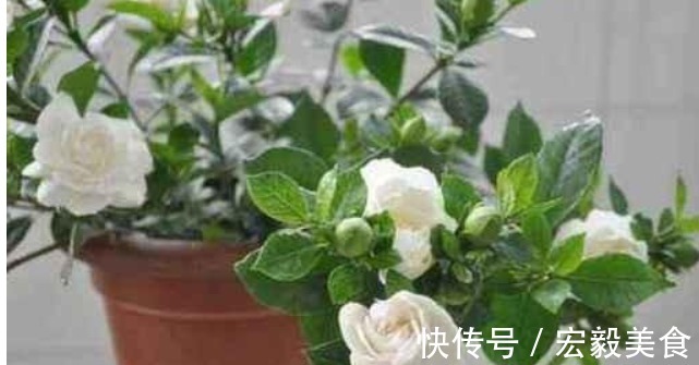 养花|栀子花、茉莉花、都爱喝“1种液体”,用后叶子绿、开花旺