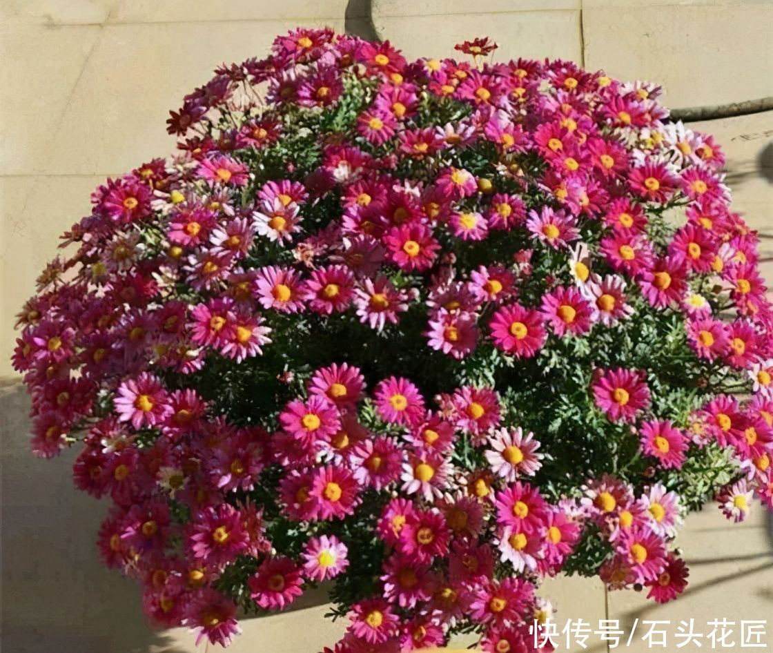 想让你的花园更好看？春天养上“3种花”，都是“见花”不见叶