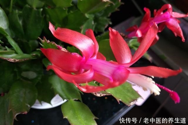 想蟹爪兰二次开花，遇见这两种叶片快掐掉，再次开花同样满枝头！