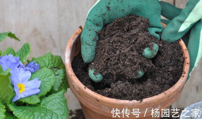 果皮|油渣能拿来养花吗?这么一处理,君子兰、月季都爱吃