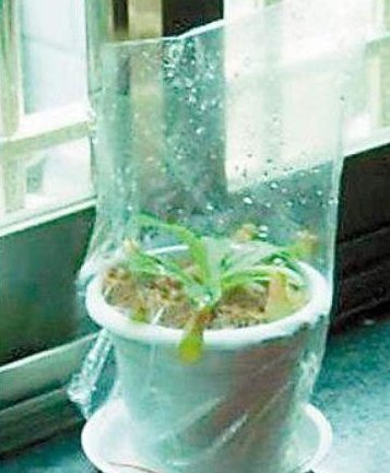 三角梅|三角梅、蟹爪兰生根慢,只需套上“塑料袋”,15天能长出小白根