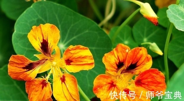 农历11月初4大雪后,养什么花?以下3种花,寓意笑口常开幸福快乐