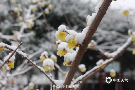 河南|河南汝南踏雪寻梅