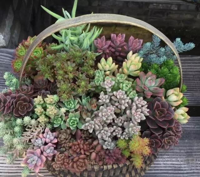 用3招，就能养出漂亮的盆栽，不愁没有花盆用了