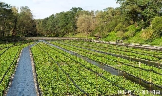  生长|芥末是一种酱料吗？错了，它其实来自一种植物，很多人不知道