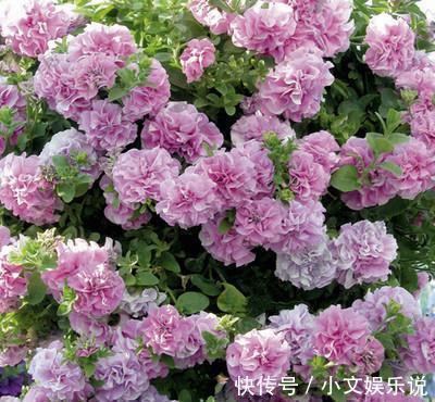 施肥|家里养了4种花,夏天也别忘了施肥,不然花香淡开花少