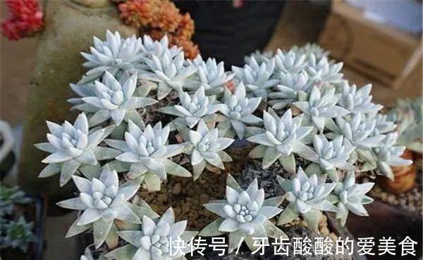 仙女杯的养殖方法和注意事项,做好这些基础,植株健康生长旺盛