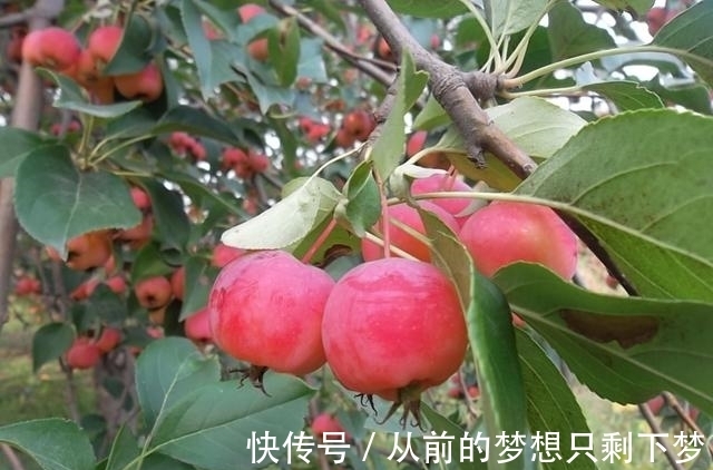 八棱海棠是美化风景的首选观赏树，有极高的观赏价值