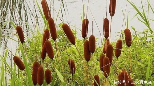 果实|农村一种野草,果实酷似香肠,水下藏着美味,城里30元一斤抢着要