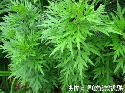 筋草|农村人常吃些珍贵野菜,用于治疗妇科疾病,子宫越来越干净