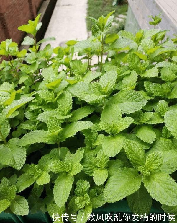 蓝雪花|急性子的人就养此4种花,掐个枝条插土里,当年就开花早看早知道