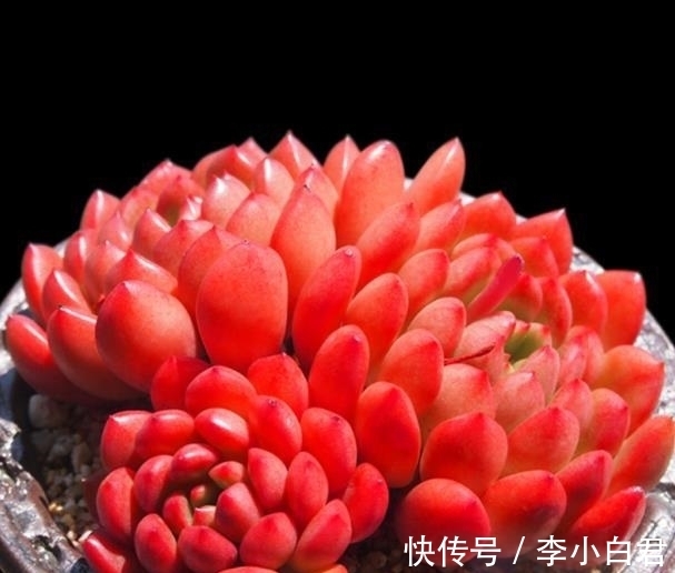 秋天养多肉红宝石，趁早做好3件事，叶片饱满红彤彤，真美