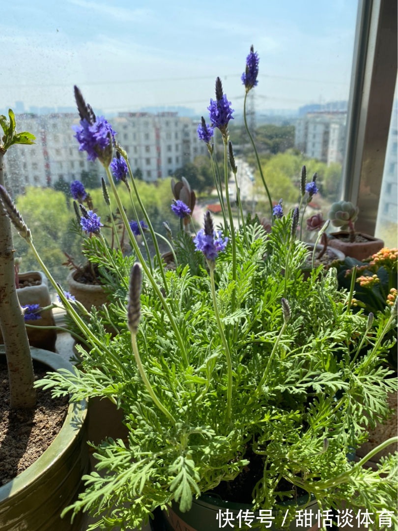 5种“养人花”，你养着它，它也养着你，家里空气清新，人健康