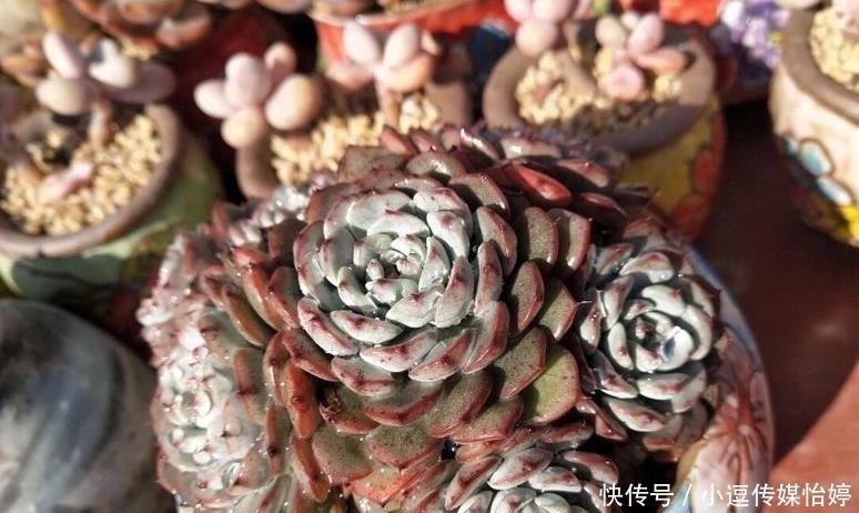 浇水|多肉休眠期到底能不能浇水?一句话说透,一看就懂,肉肉顺利度夏