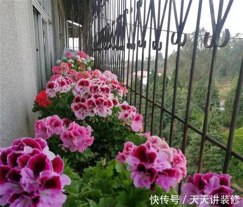 4平方米的小阳台,种上三种花,能养上百盆,开成小花园!