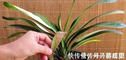 小苗|家里养君子兰,出现3个特征,基本和开花无缘,别忽视!