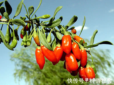 临床研究|都说男人吃枸杞有好处,到底如何吃枸杞才最好