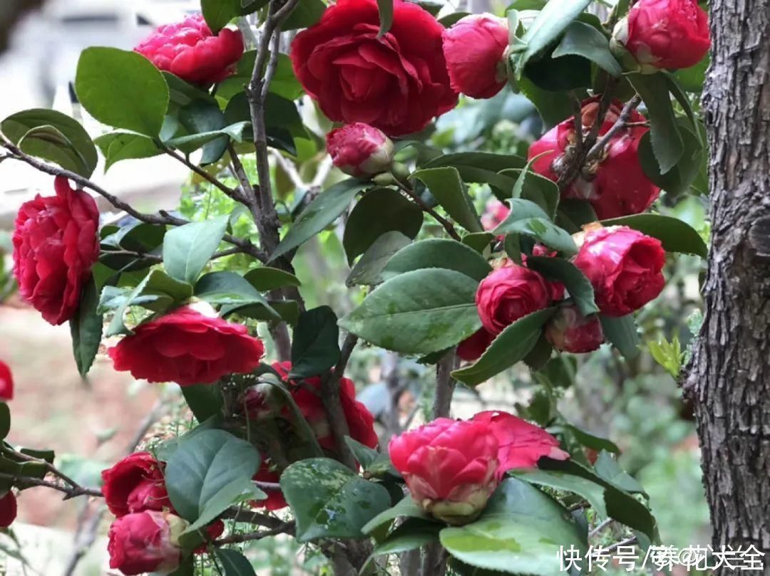 16种特长寿的植物，养十年以上，那都算年轻