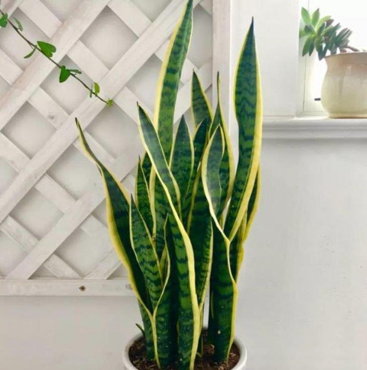 5种花是懒人的最爱,人养花花也养人,空气清香去异味,漂亮好养