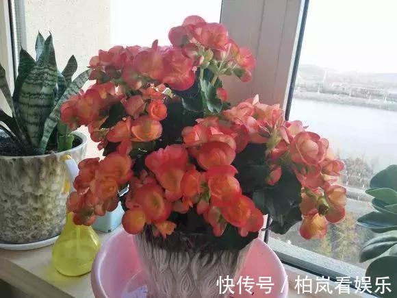 养花|3种花人称“夏必死”，买一盆死一盆，新手小白别忽视