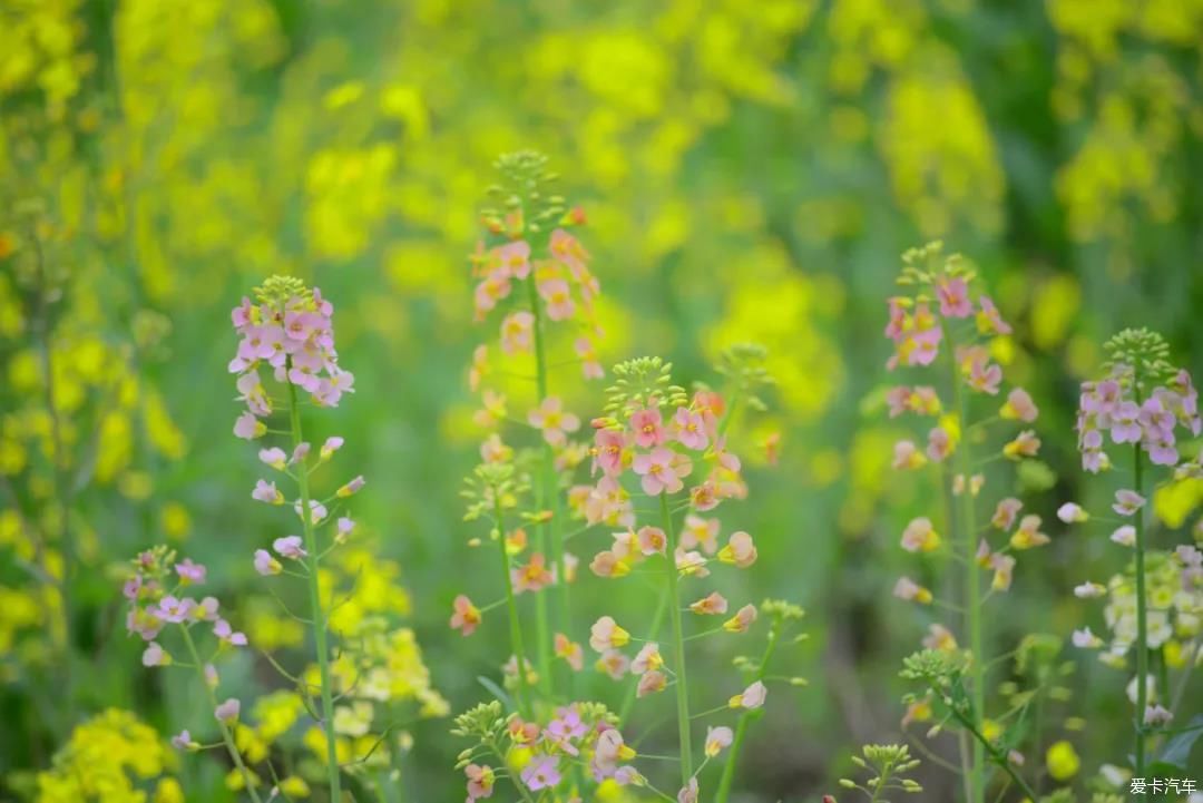 平阳怀溪七彩油菜