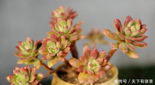 植株|多肉长出白色须根，应该如何解决？一起来看看老花农怎么做