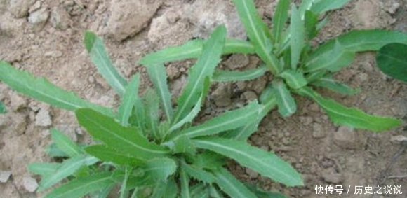 農(nóng)村一種其貌不揚(yáng)的野菜,竟然是癌細(xì)胞的克星,還可抑制白血病
