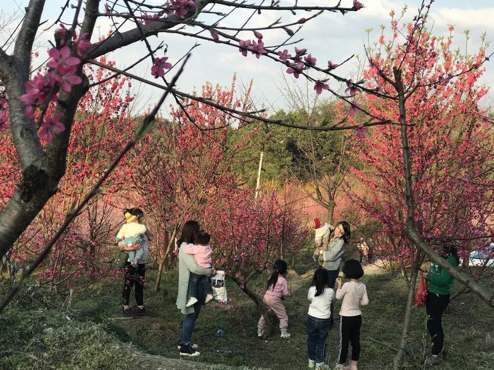 中年|春风吹，桃花开！