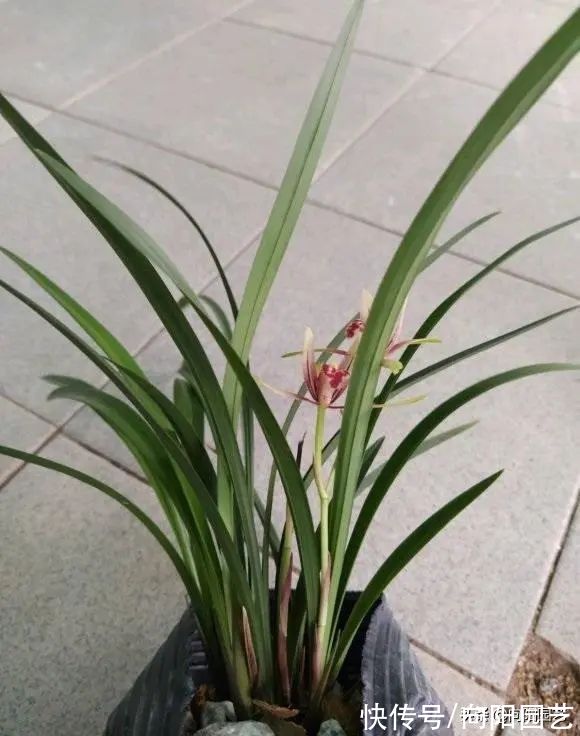 兰花有哪些种类?分“2大类”,“3大生”,共有3000个品种