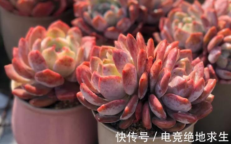 最美多肉植物橙梦露暴力控养技术