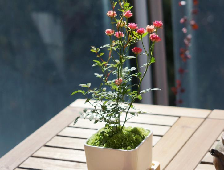 植株不过30公分,多季节重复开花,网红“超微月季”是啥品种?