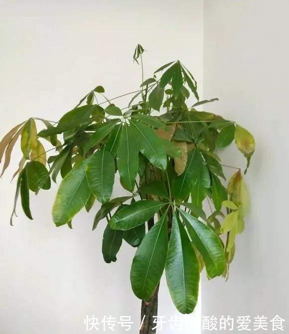 花草冻伤了及时修剪,别舍不得,越早越好