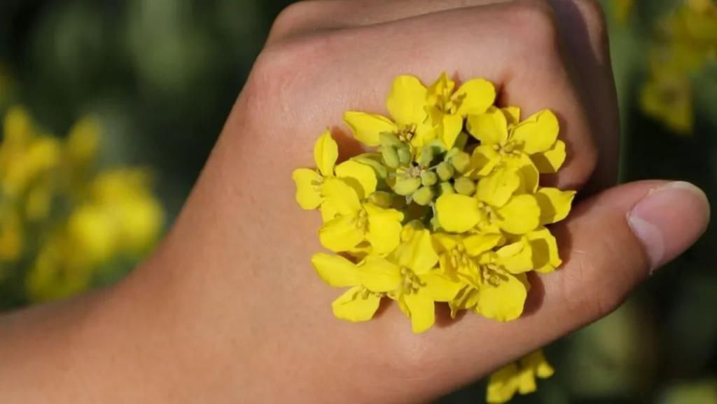 油菜花香醉春光