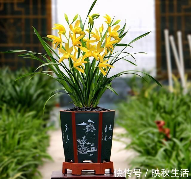 比“绿萝”还好养的兰花,兰香持久,通体金黄,每年可以开花3次