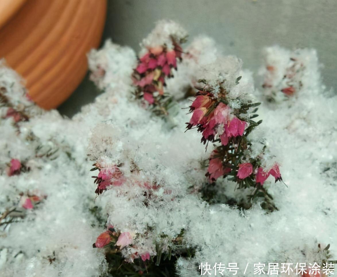 6种“冷艳”花,就爱寒冬开,越冷越娇艳,雍容又华丽