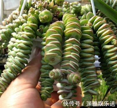 多肉植物|7种多肉，一养就爆盆，长长垂下来，变成“肉瀑布”，美煞人