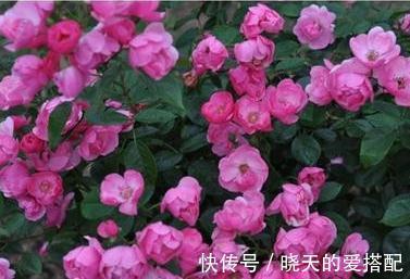 家庭庭院必养的5种藤本月季,好看好养还好打理,关键是太漂亮了