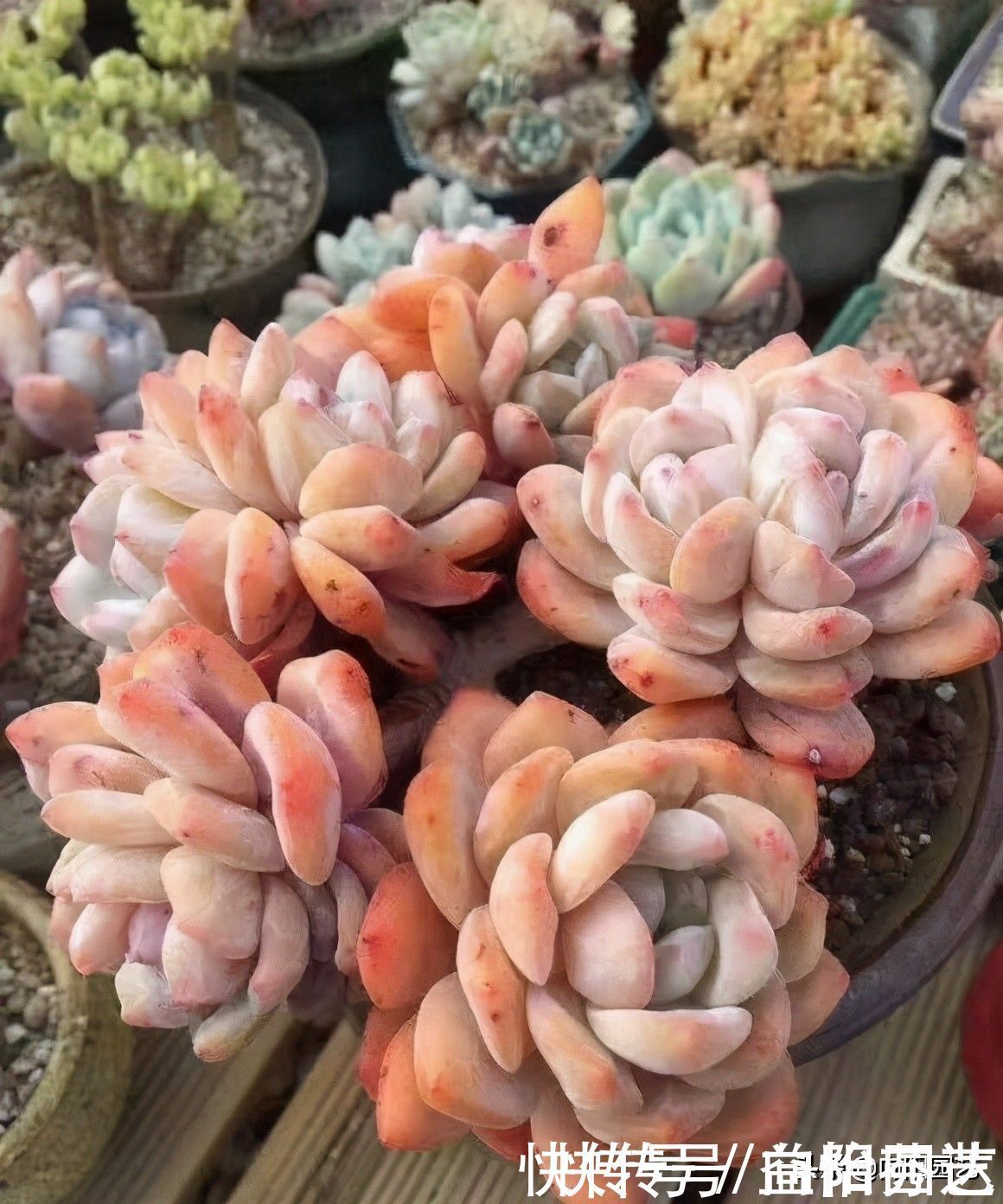 肉肉|从0开始养多肉,肉肉买回家,按照这套方式来养,死亡率最低