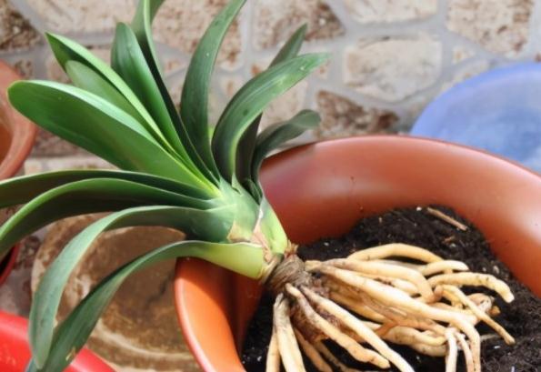 君子兰怎么养开花多,关注这些,年年开花红艳艳