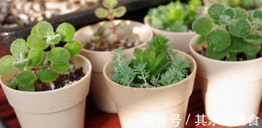 建议园艺新人：用这3种肥养花，万万不要弄错方法