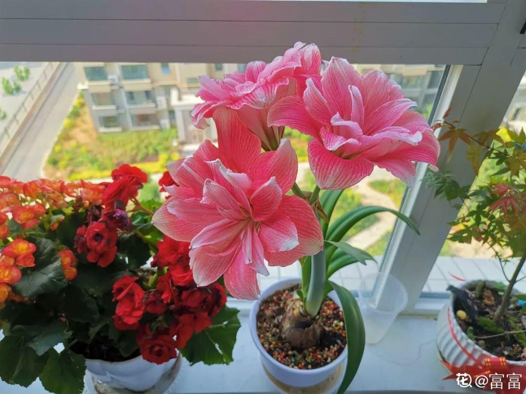 养花的3个坏习惯，赶紧戒掉，不然再好养的花都得挂！