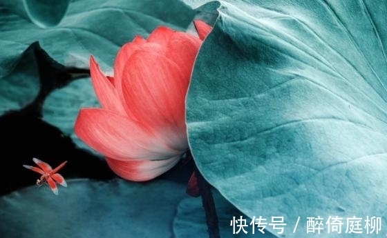 生肖|12月底桃花开，生活中平安顺心的4生肖，未来一片辉煌灿烂