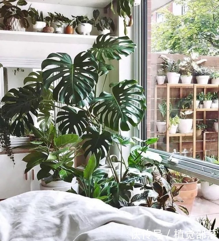 龟背竹叶子卷曲的原因与解决办法汇总