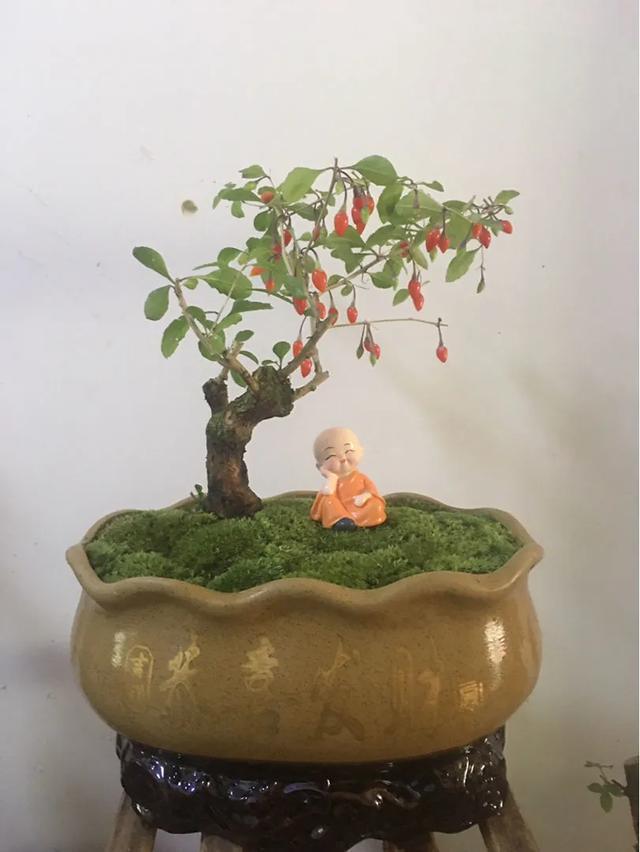 盆景家里养盆松，代代出富翁，镇宅守家福气旺