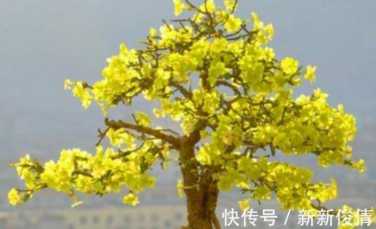 春天里|家养这些植物,阳台开出花海,长势好、花色艳,雍容华贵