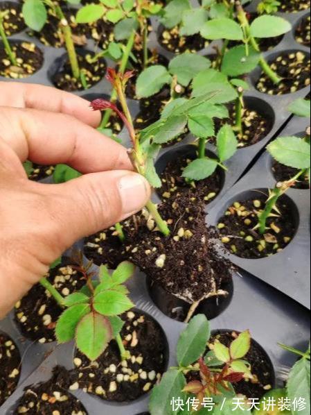 5种“漂亮花”，趁着秋天快扦插，7天就生根，年底就赏花
