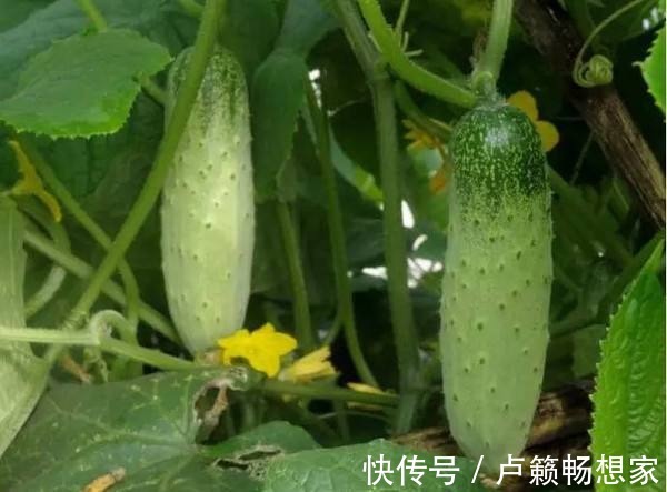 购买黄瓜时，要挑直的还是弯的多亏菜农告诫，学会再也不瞎买了