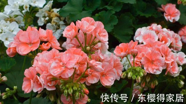 就算不小心枯了,也要重新养一盆的6种花,因为实在太优秀