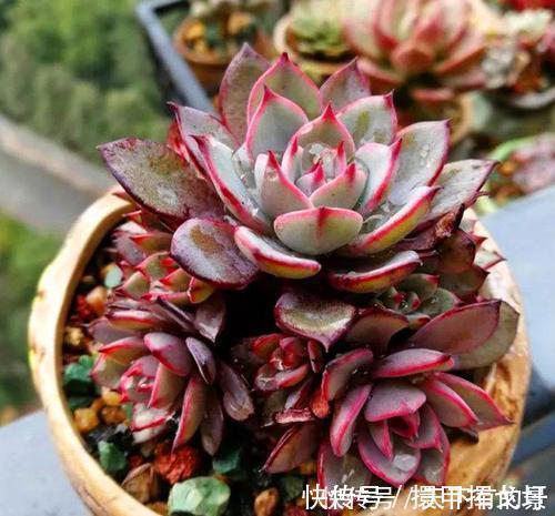 光照|多肉出现“三情况”,千万别暴晒,不然黑腐又化水,新手谨记