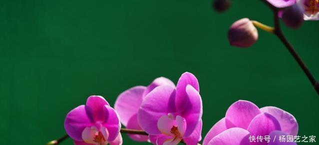 开花|过年买的蝴蝶兰,不要轻易就扔掉,懂花的人都去楼下捡